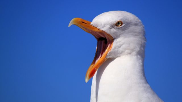 Angry Seagull