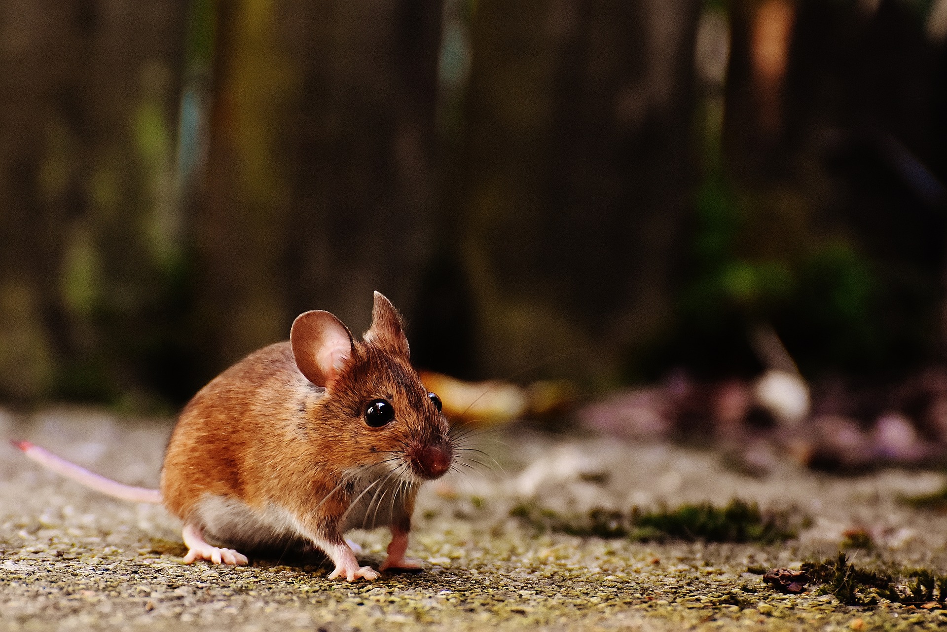 Mouse outdoors