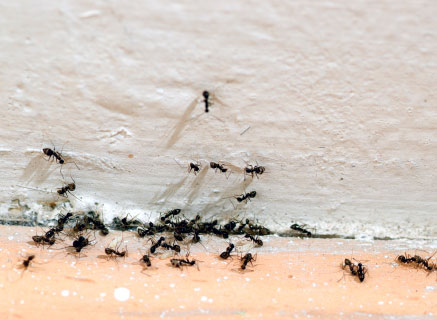 ant control London