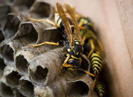Wasps Control London