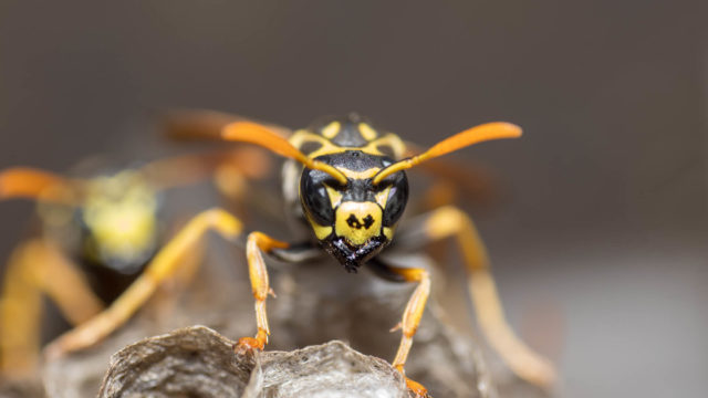 Flying Insects - Wasp Making a Nest
