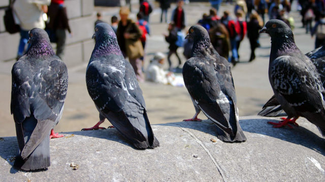 Bird Control- Pigeons London