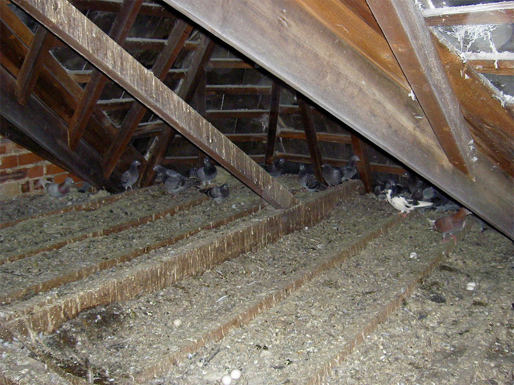Pigeon droppings cleaning – Wood Green, North London - before