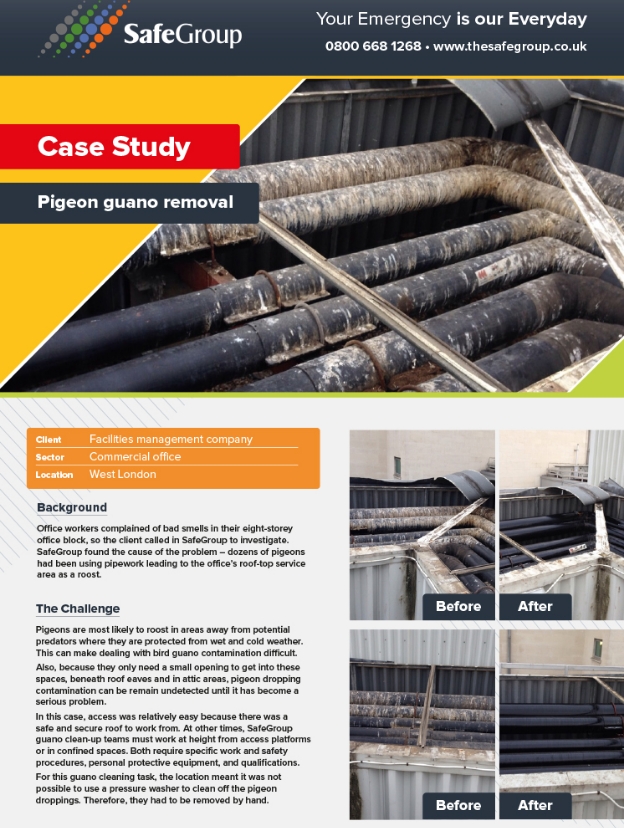 Pigeon Guano Removal